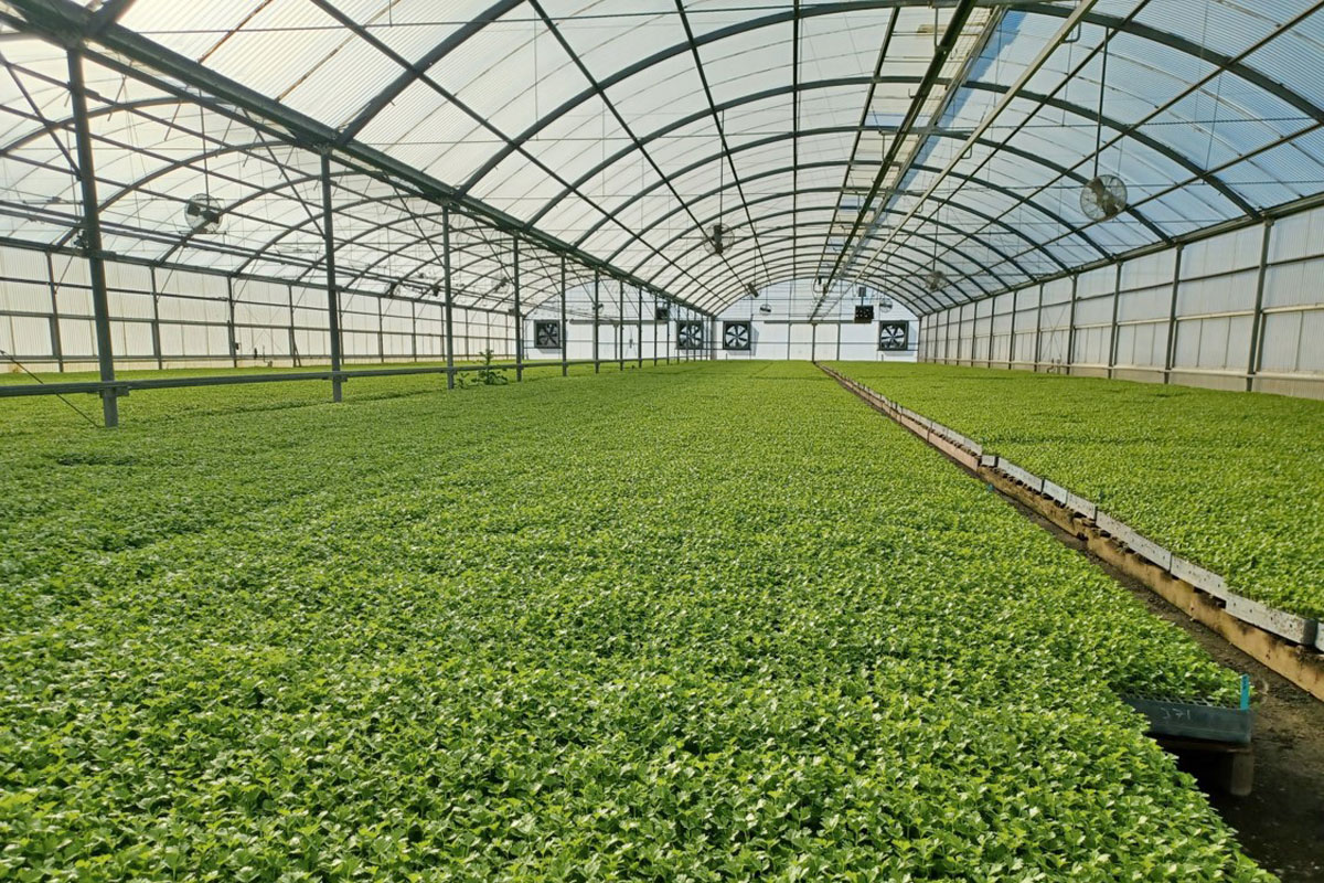 Duda_Plant_Raising_1200x800