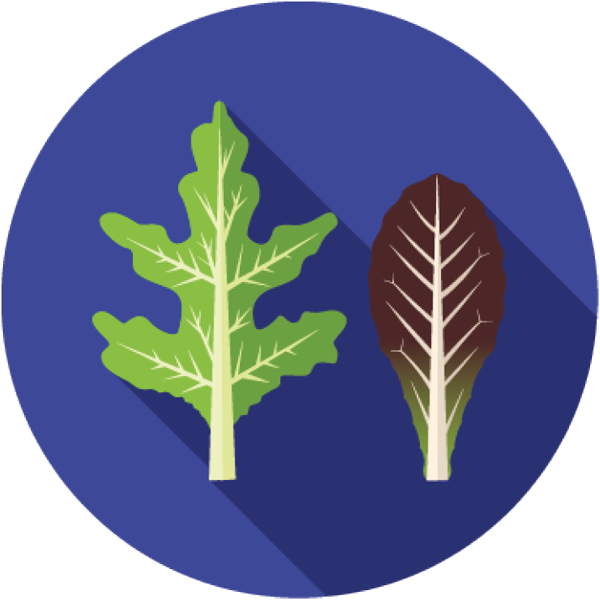 Speciality_Lettuce_Icon